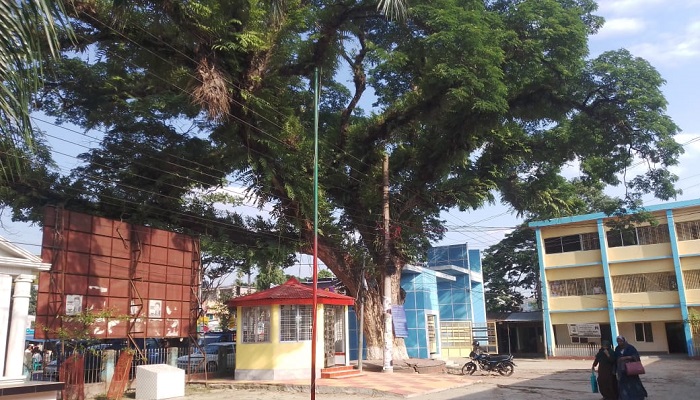 ঈশ্বরগঞ্জে শতবর্ষী গাছ নামমাত্র মূল্যে বিক্রি, জনমনে ক্ষোভ