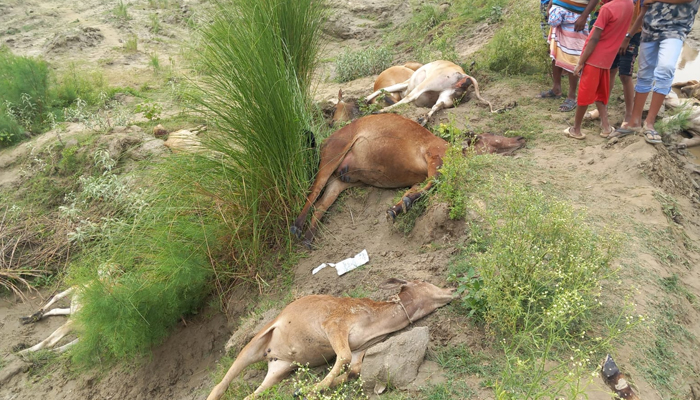 প্রত্যন্ত চরে বজ্রপাতে ১৪ গরুসহ প্রাণ গেল যুবকের