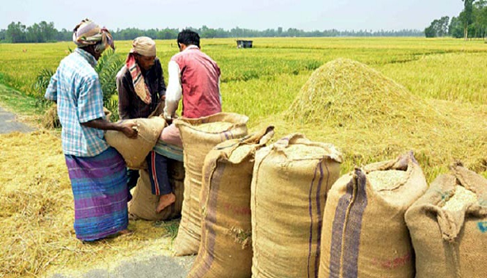 ধান-চাল সংগ্রহে লক্ষ্যমাত্রা পূরণ নিয়ে সংশয়