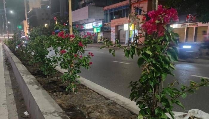 নানা ফুলের গাছে সজ্জিত হচ্ছে সাত মসজিদ সড়কের বিভাজক