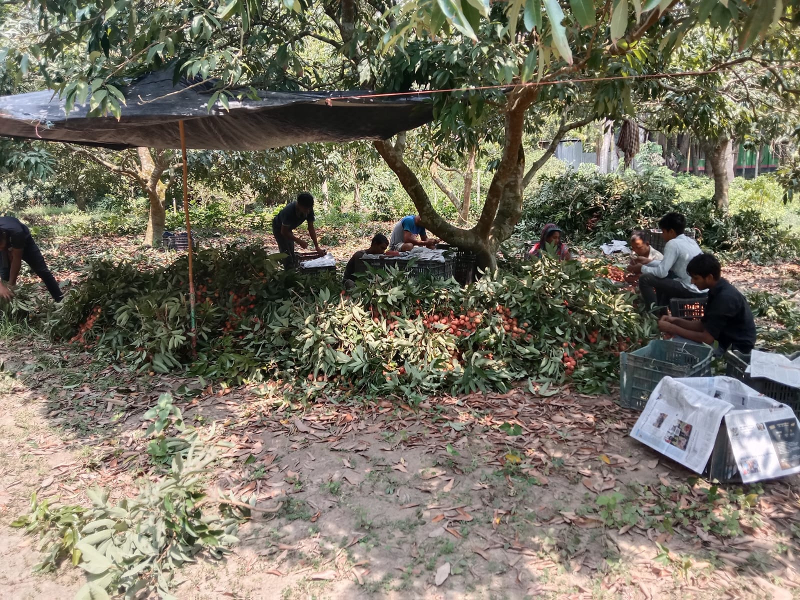 ফরিদপুরের জাহাপুর গ্রাম এখন লিচুর গ্রাম