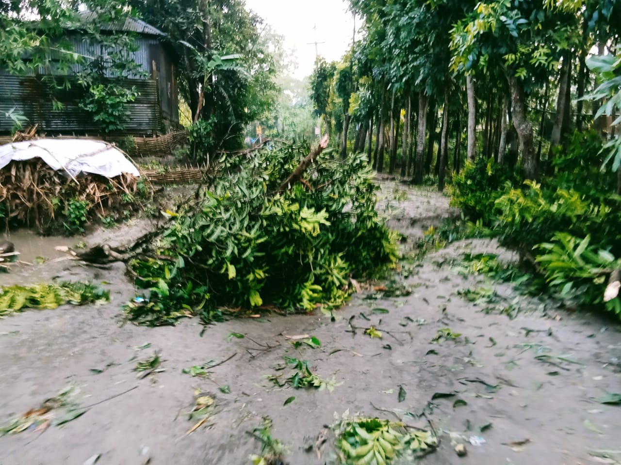 নাগরপুরে কালবৈশাখী ঝড় ও শিলাবৃষ্টিতে ব্যাপক ক্ষয়ক্ষতি