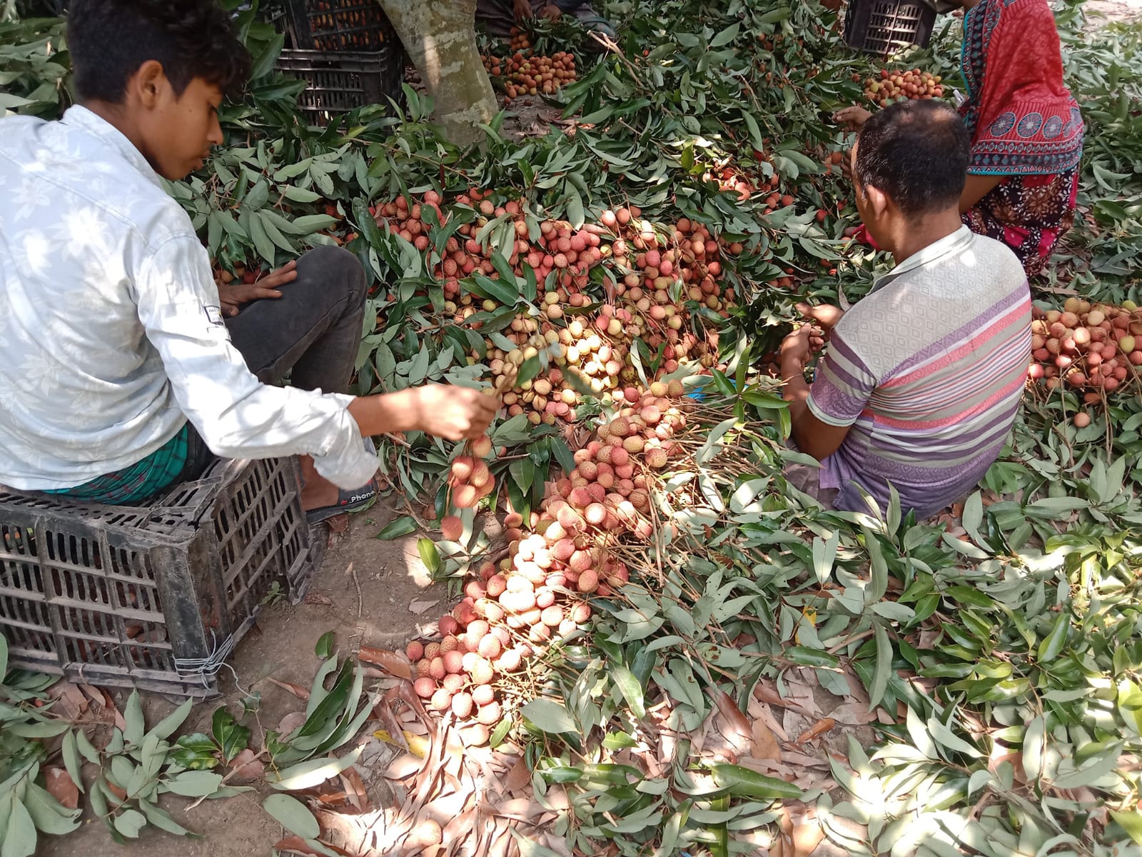 ফরিদপুরের জাহাপুর গ্রাম এখন লিচুর গ্রাম