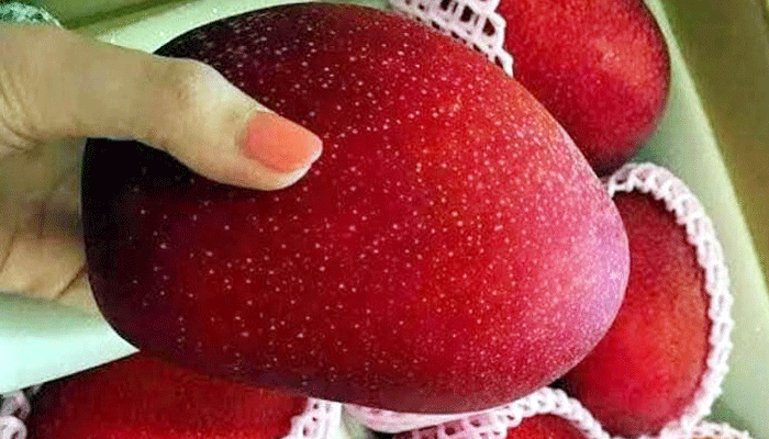 একটি আমের দাম ২৪,৭৩৫ টাকা!