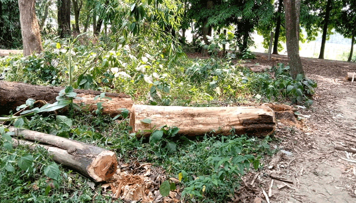 চৌমুহনী রাবার ড্যামের গাছ কর্তন, আটকের পরেই মুক্ত সম্পাদক