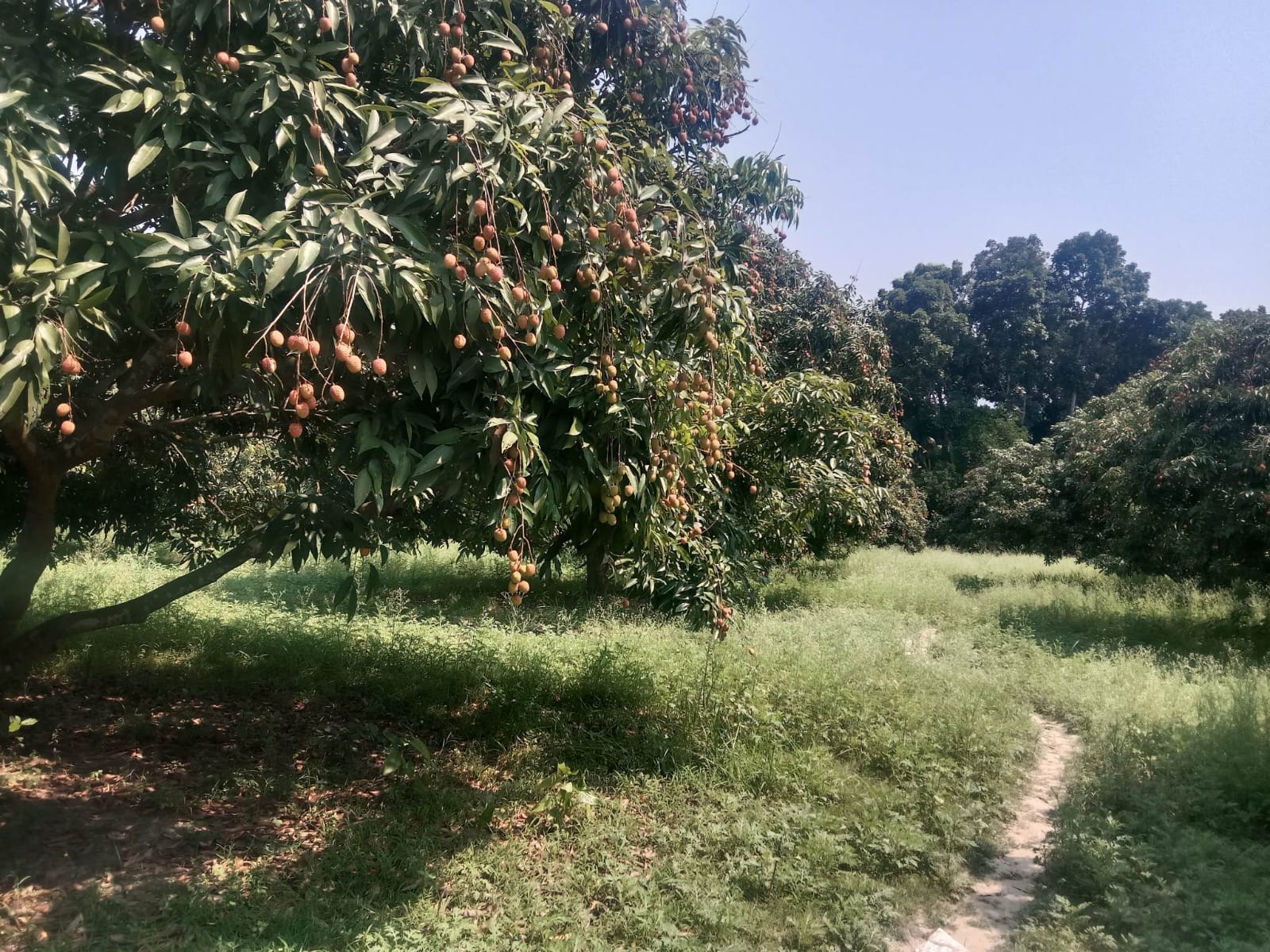 ফরিদপুরের জাহাপুর গ্রাম এখন লিচুর গ্রাম