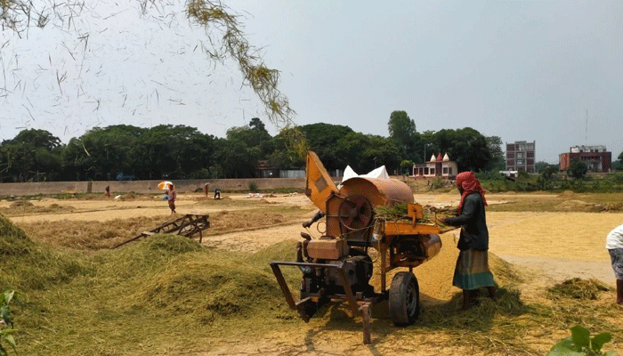 বিশ্বম্ভরপুরের হাওরে শতভাগ ধানকাটা সম্পন্ন