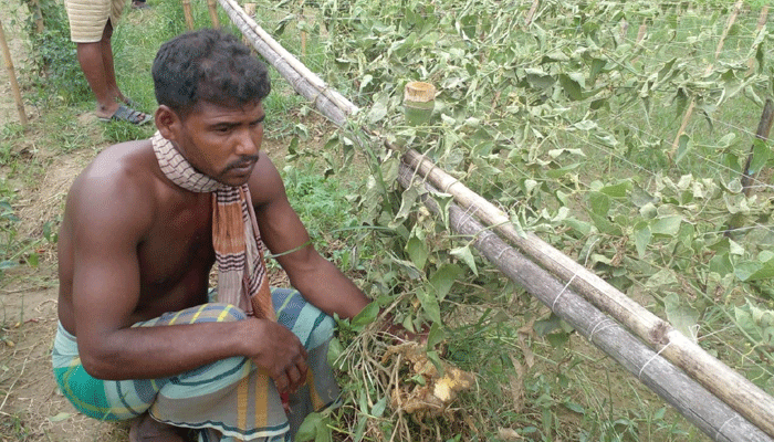 সিংগাইরে ফলন্ত পটল গাছ কর্তন, কৃষকের সর্বনাশ