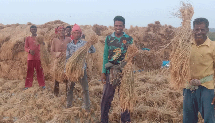 সাতক্ষীরায় কৃষকের মুখে তৃপ্তির হাসি