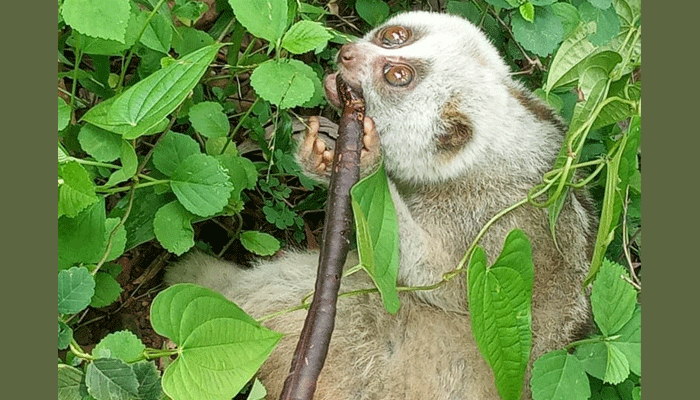 সিলেটের জাফলংয়ে আটকে রাখা লজ্জাবতী বানর উদ্ধার