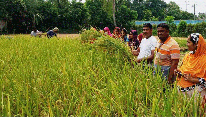 দেবহাটায় কৃষকের ধান কাটলো গ্রাম উন্নয়ন কমিটি