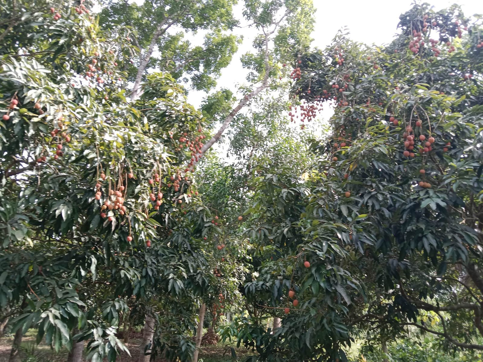 ফরিদপুরের জাহাপুর গ্রাম এখন লিচুর গ্রাম