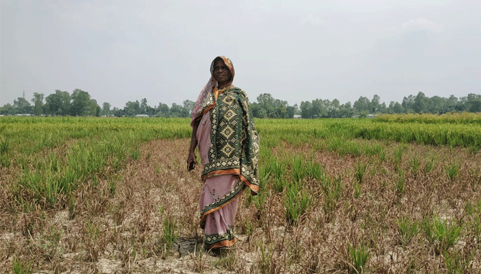 রৌমারীতে বিষ প্রয়োগে পুড়লো ৩৬ শতাংশ জমির ধান