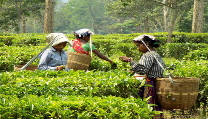 ‘চা’ উৎপাদনে শীর্ষে মৌলভীবাজার