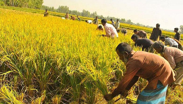 আমনের উৎপাদন বাড়াতে ৩৩ কোটি টাকার প্রণোদনা