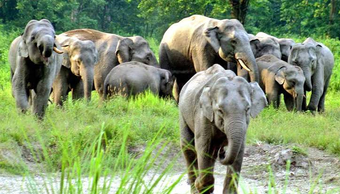 শেরপুরের গারো পাহাড়ে মানুষ-হাতির দ্বন্দ্ব