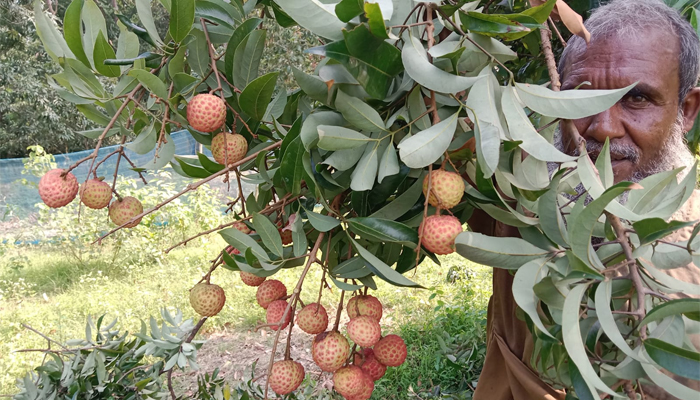 ফরিদপুরের জাহাপুর গ্রাম এখন লিচুর গ্রাম
