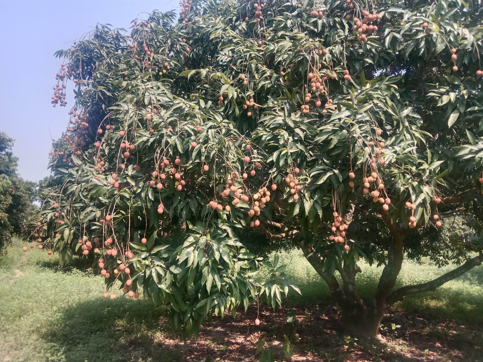 ফরিদপুরের জাহাপুর গ্রাম এখন লিচুর গ্রাম