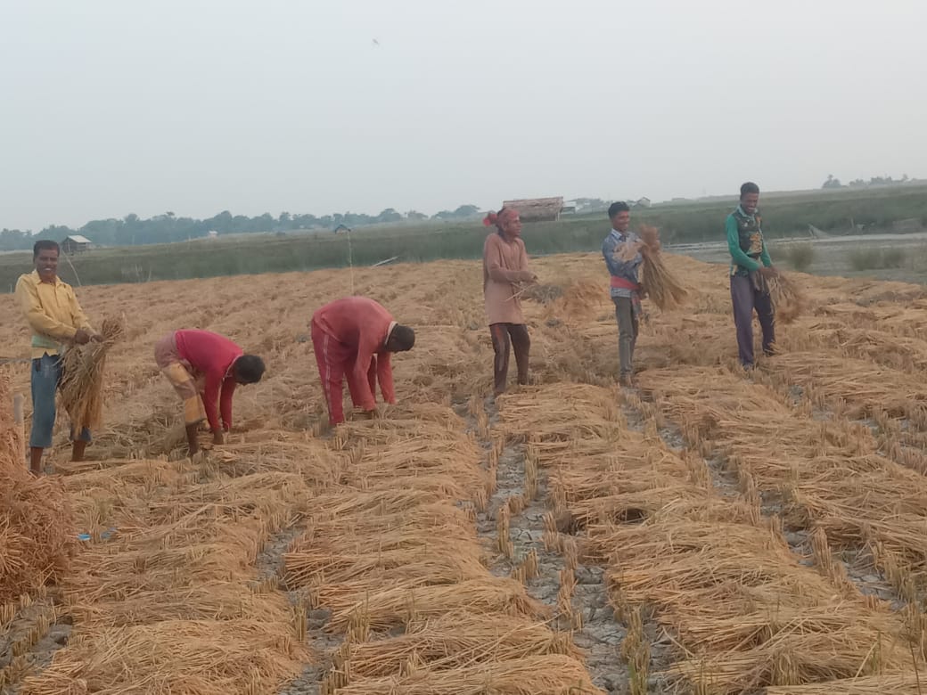 সাতক্ষীরায় কৃষকের মুখে তৃপ্তির হাসি