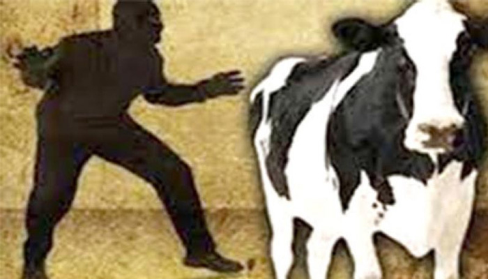 পুঠিয়ায় গরু চুরির হিরিক! খামারিদের ঘুম হারাম