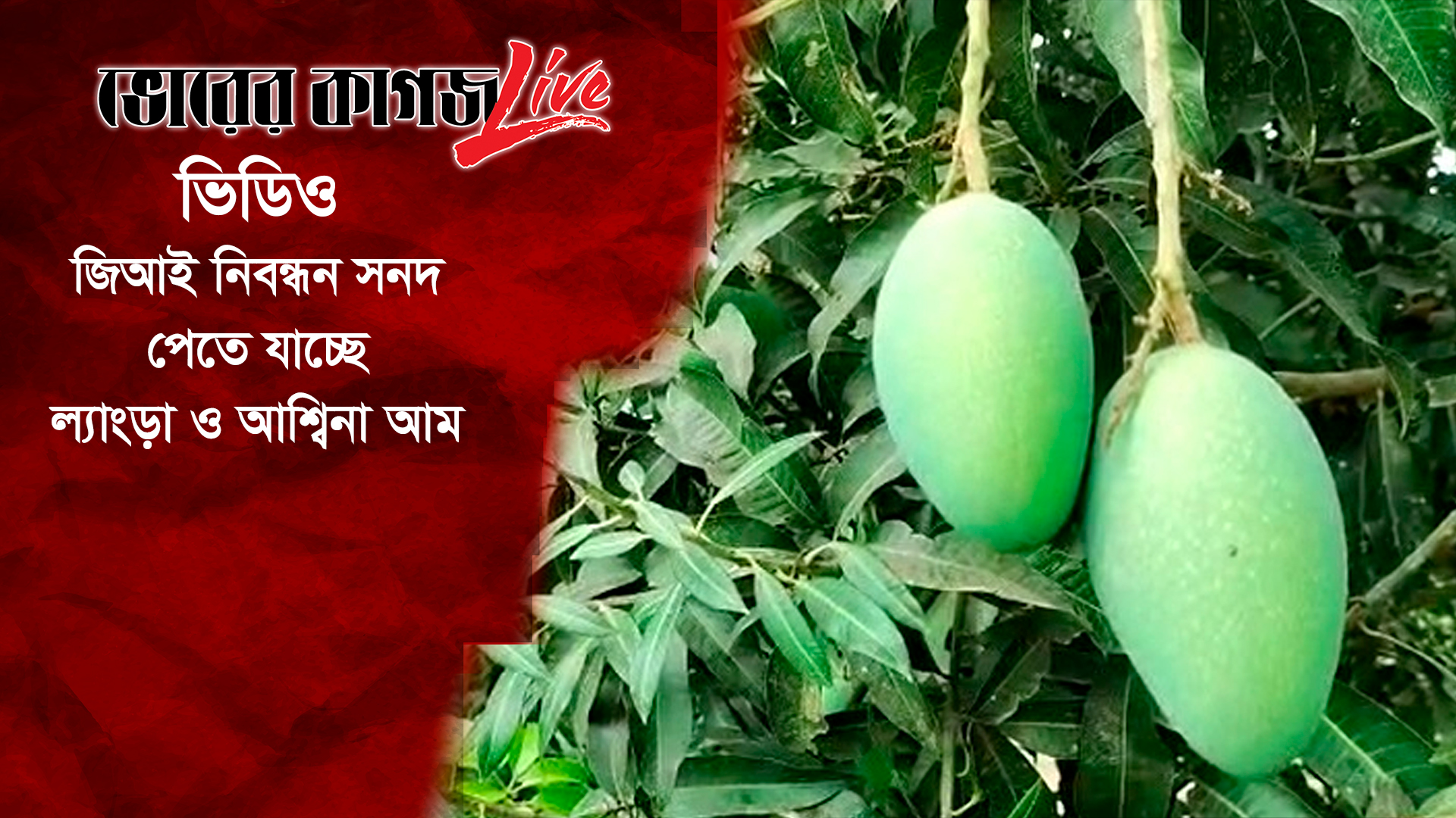 জিআই নিবন্ধন সনদ পেতে যাচ্ছে ল্যাংড়া ও আশ্বিনা আম