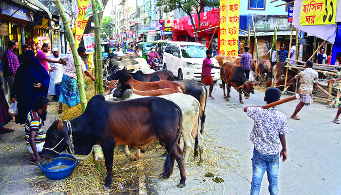 হাটে পর্যাপ্ত গরু, দাম চড়া