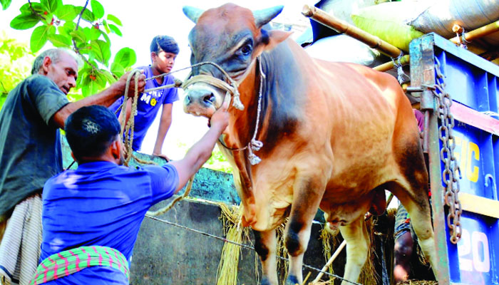 খামারের গরুতে ঝোঁক ক্রেতাদের