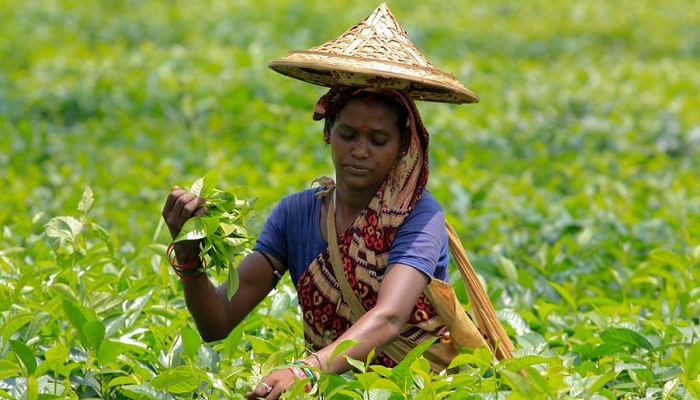 জাতীয় চা দিবস আজ