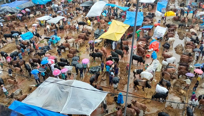 বৃষ্টি-কাদায় বিড়ম্বনা পশুর হাটে