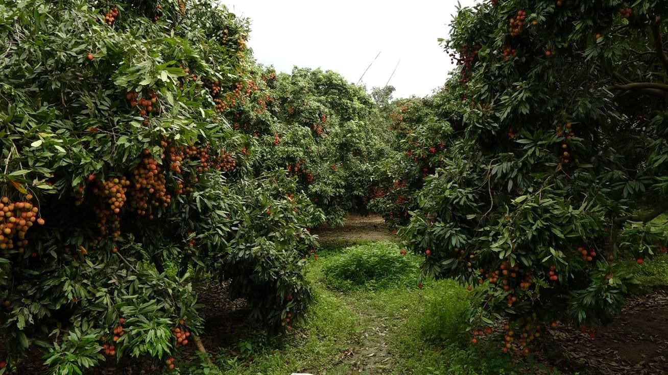 ফলন বিপর্যয়, দাম পেয়ে খুশি ঈশ্বরদীর লিচু চাষিরা