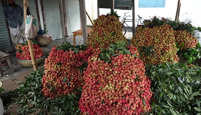 ফলন বিপর্যয়, দাম পেয়ে খুশি ঈশ্বরদীর লিচু চাষিরা