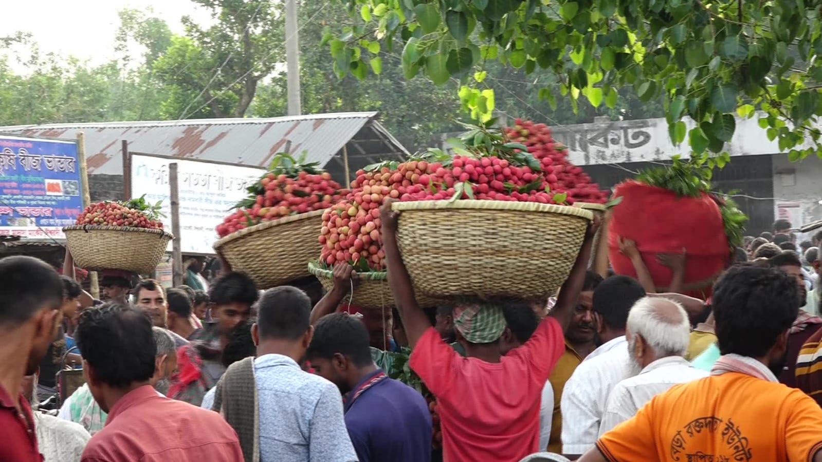 ফলন বিপর্যয়, দাম পেয়ে খুশি ঈশ্বরদীর লিচু চাষিরা