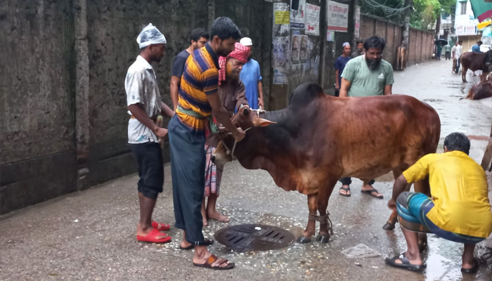 গবাদিপশু কোরবানি ১ কোটি ৪১ হাজার