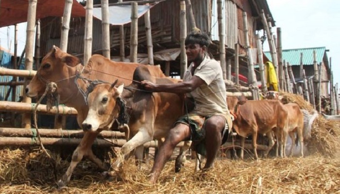 রাজধানীতে কোরবানির হাটে বিক্রি শুরু