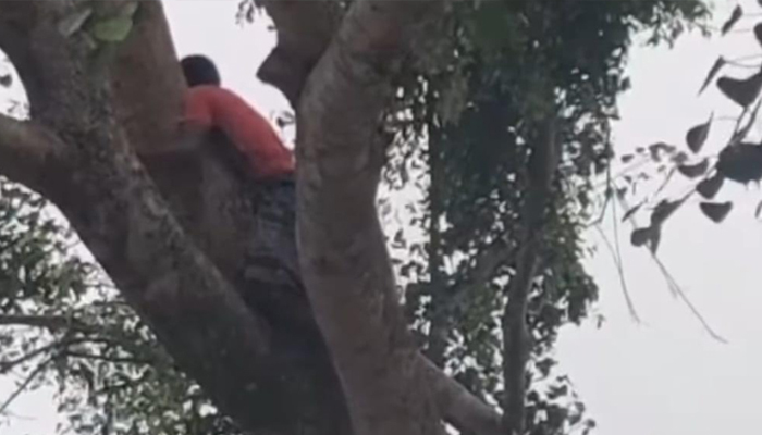 আইফোনের দাবি, নিম গাছে অনশন!