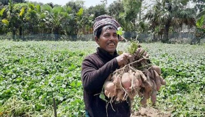ডুমুরিয়ায় মিষ্টি আলুর বাম্পার ফলনে কৃষকের মুখে হাসি