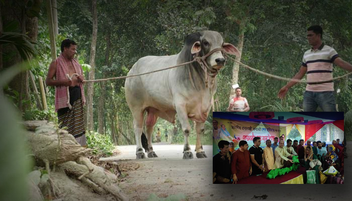 শেখ হাসিনার নামে সেই গরু কুরবানি