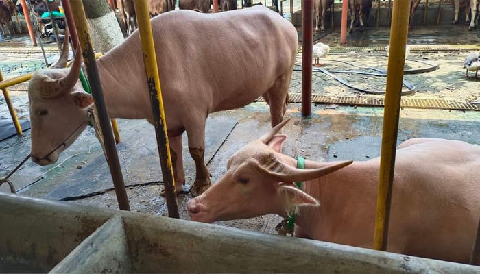 গোলাপি রঙের মহিষ