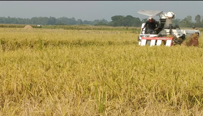 মানিকগঞ্জের কৃষকরা এবছর বোরোধানে পাবে অতিরিক্ত প্রায় পাঁচশ কোটি টাকা