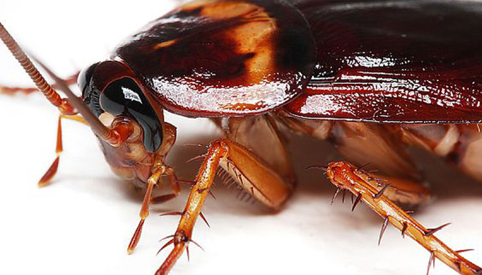 তেলাপোকার কারণে সন্ত্রাসী হামলার সতর্কতা জারি