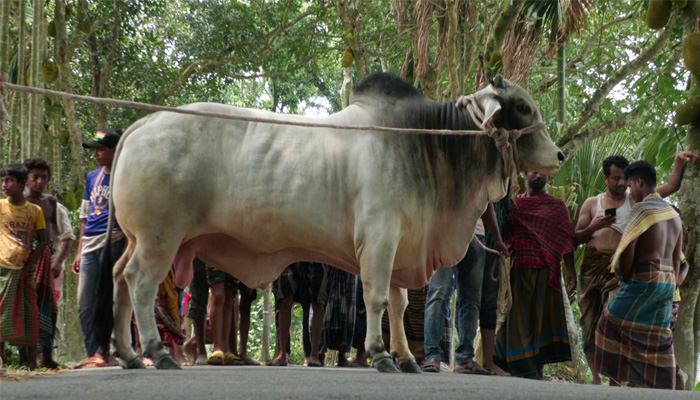 বুলবুলের সেই উপহারের গরু গ্রহণে সম্মতি প্রধানমন্ত্রীর