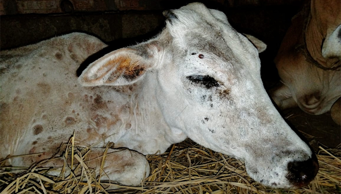 জুড়ীতে ভাইরাস জনিত রোগে আতংকিত গরুর খামারিরা