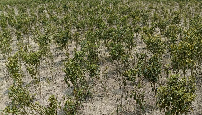 মানিকগঞ্জে কাঁচা মরিচের ফলন বিপর্যয়