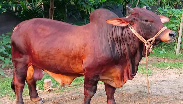 হাট মাতাতে প্রস্তুত 'লাল মানিক'