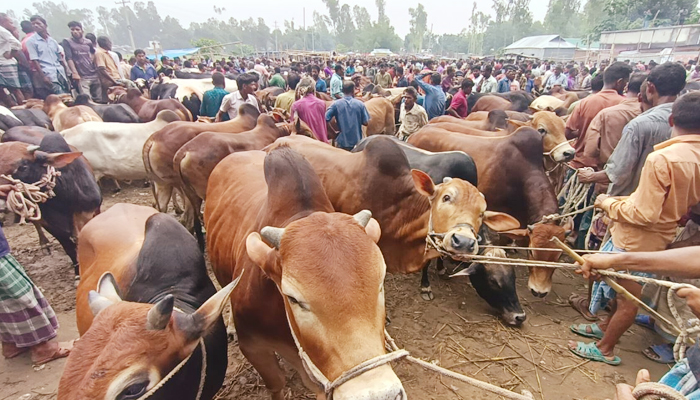 গাইবান্ধায় পশুর হাটে অতিরিক্ত টোল আদায়ের অভিযোগ