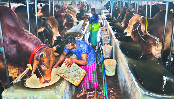 দেশে এবার কুরবানির পশু পর্যাপ্ত