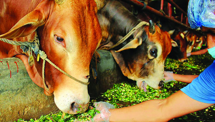 বেঙ্গল মিটের অনলাইন হাট