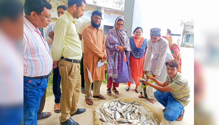 কাউখালীতে দুই মন জাটকা ইলিশ মাছ গেল এতিমখানায়