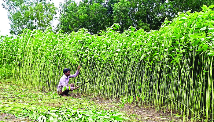 বন্যার আশঙ্কায় সময়ের আগেই পাট কাটতে ব্যস্ত চাষিরা