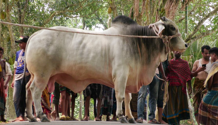 নোয়াখালীতে ব্যবসায়ীকে জবাই করে হত্যা